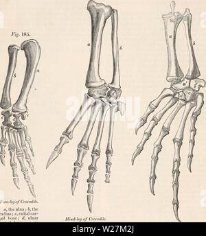 Archiv Bild von Seite 291 des cyclopaedia von Anatomie und Stockfoto
