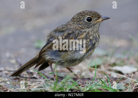 Junge Amsel in einem Park in Köln Stockfoto