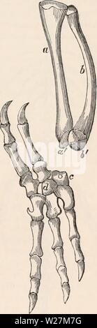 Archiv Bild von Seite 292 des cyclopaedia von Anatomie und Stockfoto