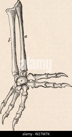 Archiv Bild von Seite 292 des cyclopaedia von Anatomie und Stockfoto