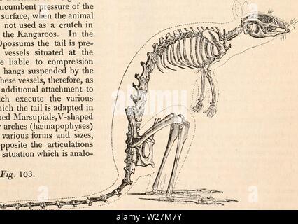 Archiv Bild von Seite 292 des cyclopaedia von Anatomie und Stockfoto