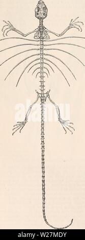 Archiv Bild von Seite 293 des cyclopaedia von Anatomie und Stockfoto