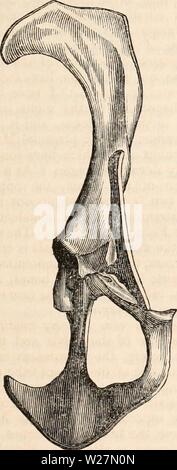 Archiv Bild von Seite 296 des cyclopaedia von Anatomie und Stockfoto