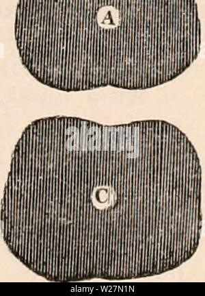 Archiv Bild von Seite 296 des cyclopaedia von Anatomie und Stockfoto