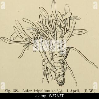 Archiv Bild ab Seite 297 von Dansk plantevaekst (1906). Dansk plantevaekst danskplantevaeks 01 warmen Jahr: 1906 282 19. Syltengens Økologi an vaere en Halvbusk, og levende Eksemplarer ich Bot. Haben Märchen für Rigtigheden Heraf. Naar Artemisia optraeder pletvis ich stor Maengde, skyldes Dette dens Rodskud (Abb. 137); man kan ogsaa traeffe den Med nedliggende og rodslaaende Grene. Obione portulacoides findes paa Kanten af og Marskgrøfterne Sydvest-Slesvig Digerne ich; den kan efter Schiøtt (1860) staa saa tät, intet Graesstraa kan skyde frem Mellem dens Store, ind ich hverandre voksede Skud. IL Bnaarige el Stockfoto