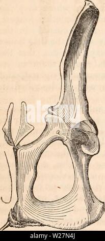 Archiv Bild ab Seite 297 Der cyclopaedia von Anatomie und Stockfoto