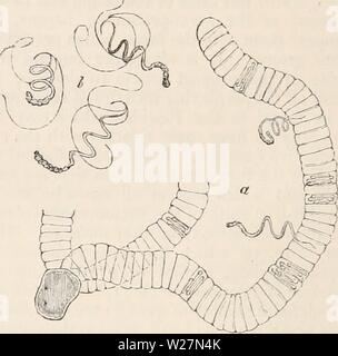 Archiv Bild ab Seite 297 Der cyclopaedia von Anatomie und Stockfoto