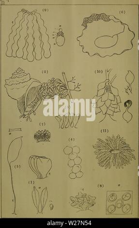 Archiv Bild von Seite 297 Dbutsugaku zasshi (1889) Stockfoto