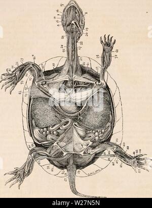 Archiv Bild ab Seite 297 Der cyclopaedia von Anatomie und Stockfoto