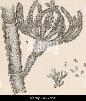 Archiv Bild ab Seite 297 Der cyclopaedia von Anatomie und Stockfoto