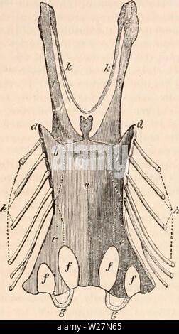 Archiv Bild ab Seite 297 Der cyclopaedia von Anatomie und Stockfoto