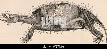 Archiv Bild ab Seite 298 Der cyclopaedia von Anatomie und Stockfoto