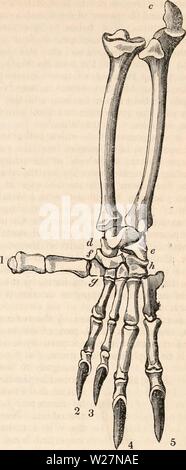 Archiv Bild ab Seite 298 Der cyclopaedia von Anatomie und Stockfoto