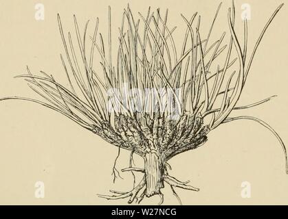 Archiv Bild ab Seite 299 von Dansk plantevaekst (1906). Dansk plantevaekst danskplantevaeks 01 warmen Jahr: 1906 284 19. Syltengens Økologi Abb. 141. Strand-Vejbred (Plantago maritima); formindsket Tegn. af Thornam. En ejendommelig Voksemaade har Statice scanica; som Abb. 109 viser, vokse kraftige ofte gruppevis Skud, fordi de stamme fra Rodskud; Rodstok-kenes Grene ere iøvrigt lodrette Eller skraat oprette (Abb. 142). Rilledet frem-stiller Vinterstadiet, ich hvilket de unge, bloße eller mindre sammenlagte Blad - frem og plader stikke ere lodret stillede mel-lem de visne Gamle; (der fandtes S Stockfoto