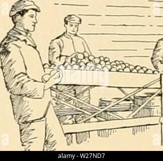 Archiv Bild von Seite 299 des Cyclopedia der amerikanischen Gartenbau. Cyclopedia der amerikanischen Gartenbau: Bestehend aus Anregungen für den Anbau von Gartenpflanzen, Beschreibungen der Arten von Obst, Gemüse, Blumen und Zierpflanzen in den Vereinigten Staaten und in Kanada verkauft, zusammen mit geographischen und Biographische Skizzen cyclopediaofame 04 Kaution Jahr: 1906 2411. Das Stapeln von Barrel Äpfel storage Haus. Äpfel sind am besten bei einer Temperatur von 30° S., zwei unter dem Gefrierpunkt erhalten. Es wird allgemein eingeräumt, daß sie aus dem Baum getroffen werden sollten, sobald die ma- tur. Stockfoto