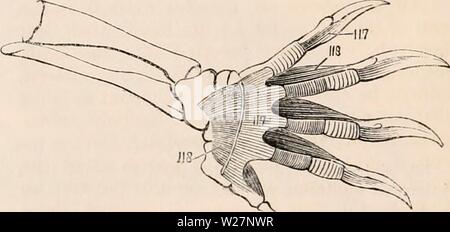 Archiv Bild von Seite 301 des cyclopaedia von Anatomie und. Die cyclopaedia von Anatomie und Physiologie cyclopdiaofana 0401 Todd Jahr: 1847 Myology der Schildkröte. {Nach Bojamts.) 119, tibialis posticus; 120, interosseus cruris; 122, interossei dorsales digitorum Pedis; 123, in-terossei digitorum pedis Plantares., die zum Teil in den os calcis eingefügt ist, und zum Teil in den plantar fascia. Dieser Muskel ist von seiner Position eine Adduktoren des Fußes. Die Tibialis anticus bewahrt seine gewöhnlichen re-Lationen; aber die tibialis posticus läuft von ohne innerhalb und seine Sehne wird verloren in Stockfoto