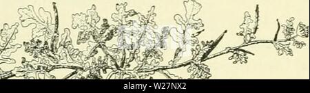 Archiv Bild ab Seite 301 von De flora van Nederland (1909-11). De flora van Nederland defloravannederl 02 heuk Jahr: 1909-11. Stockfoto