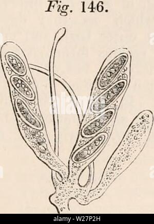 Archiv Bild von Seite 302 des cyclopaedia von Anatomie und