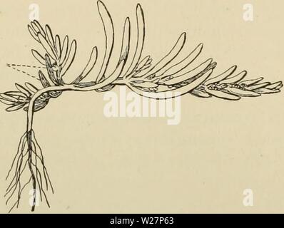 Archiv Bild ab Seite 303 von Dansk plantevaekst (1906). Dansk plantevaekst danskplantevaeks 01 warmen Jahr: 1906 288 19. Syltengens Økologi (Triglochin kan haben grønne, lave Blade fremme om Vinteren, Männer i Almindelighed ere alle friske Dele lukkede Inde; jvfr. Abb. 139). Sta-tices gamle Løvblade staa visne, Brune, tørre og naesten raslende, Männer unge, lodretstillede, bloße eller mindre mørkerøde Blade haben Vinteren igennem synlige vaeret i Spidserne af Skuddene, og de begynde nu zu vokse (Abb. 142). Armerias overvintrede, unge Blade ere staerkt mørkerøde, de Nye ere bloße grønlige; den unge Blom Stockfoto