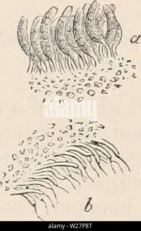 Archiv Bild ab Seite 303 Der cyclopaedia von Anatomie und Stockfoto