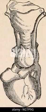 Archiv Bild ab Seite 303 Der cyclopaedia von Anatomie und Stockfoto