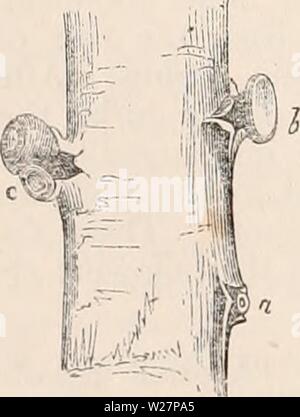 Archiv Bild ab Seite 303 Der cyclopaedia von Anatomie und Stockfoto