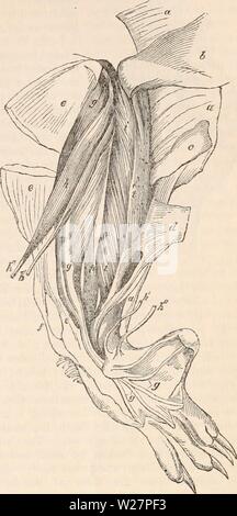 Archiv Bild ab Seite 304 Der cyclopaedia von Anatomie und Stockfoto