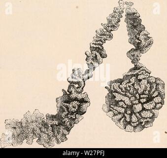 Archiv Bild ab Seite 304 Der cyclopaedia von Anatomie und Stockfoto