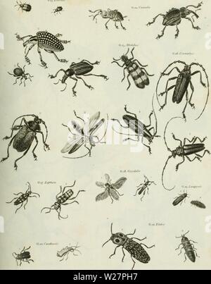 Archiv Bild ab Seite 304 Der cyclopedia; oder, Universal Wörterbuch Stockfoto