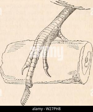 Archiv Bild ab Seite 304 Der cyclopaedia von Anatomie und Stockfoto