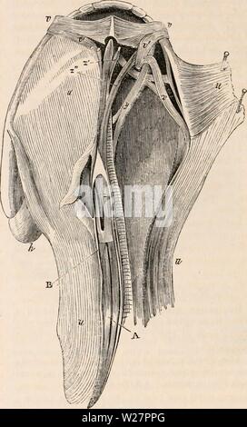 Archiv Bild ab Seite 305 Der cyclopaedia von Anatomie und. Die cyclopaedia von Anatomie und Physiologie cyclopdiaofana 0401 Todd Jahr: 1847 284 REPTILIA. von Ruhe, in welchem Zustand sie Abdeckungen durch Zeichnen der inclosing Tasche über sie. Die interne jitcryguid ( in £ Sterling ), kürzer und kleiner als die äußeren, verläuft von der alar Knochen im hinteren Teil des Unterkiefers, die es konsequent nach vorne zieht. Die lyifirnn - jijierygqid (1), in dem es keine ana-logue in anderen vertebrata, ergibt sich aus der mesialen Teil der Basis der Schädeldecke, und läuft nach außen und Rückwärts - Tached zu zu werden. Stockfoto