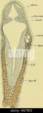 Archiv Bild von Seite 307 Medicinisch-Naturwissenschaftlichen Denkschriften der Gesellschaft zu. Denkschriften der Medicinisch-Naturwissenschaftlichen Gesellschaft zu Jena denkschriftender 47 medi Jahr: 1879 1232 Entwicklungsgeschichte des Kopfes und des Blutget" ässsystems von Ceratodus Forsteri. 572 esenc bin. Ree.lab. MyotÄ. -3. JFMWurx. -2- Hyot. VL-Ich - 8 - Caibjäemsup. "- Myotl. Areal bin der unverbrauchten Hörplatte Zellmaterial zur primären Eindellung geführt hat. Eindellungen nunmehrigen erfolgen im ehemaligen Abfaltungsbezirke der Labyrinthblase Sterben ein Einems relativ zellarmen Areale, wel Stockfoto