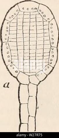 Archiv Bild von Seite 308 des cyclopaedia von Anatomie und. Die cyclopaedia von Anatomie und Physiologie cyclopdiaofana 05 Todd Jahr: 1859 £ 33 teilt durch eine vertikale Septum, parallel zu einer Ebene Berühren der Mitte seiner äußeren sur-Gesicht. Dies entspricht der senkrechten Wand zuletzt bei 45° gebildet, und teilt sich die Zelle in einem externen Tetraedrischen und eine interne 3-seitig Fach. Letztere teilt zweimal durch Septen, die sich im rechten Winkel kreuzen, um so zu einer zentralen Gruppe, die sich, wie er schnell vergrößert, verursacht die vier weniger aktiv wachsende Zellen, durch die es sur-abgerundete Form zu übernehmen Stockfoto