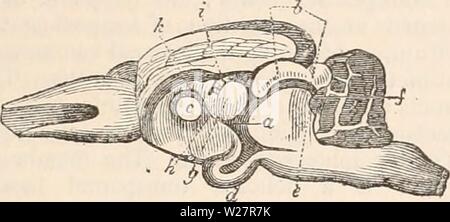 Archiv Bild von Seite 308 des cyclopaedia von Anatomie und Stockfoto