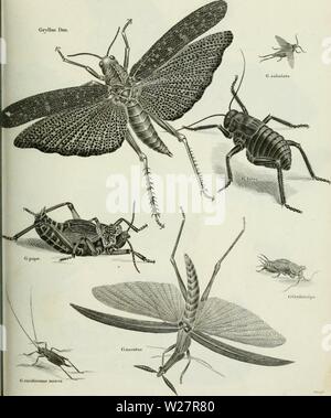 Archiv Bild von Seite 308 des cyclopedia; oder, Universal Wörterbuch Stockfoto