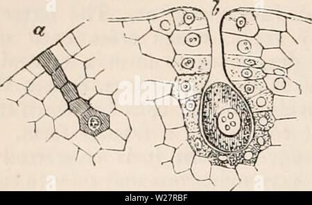 Archiv Bild von Seite 309 des cyclopaedia von Anatomie und. Die cyclopaedia von Anatomie und Physiologie cyclopdiaofana 05 Todd Jahr: 1859 234 Reproduktion, Gemüse (Gemüse Ovum). Ein anderes Objekt als die Aufnahme der anthe - rozoids. Abb. 157. Archegonium der Gleichen, 300 Durchm. a, Herkunft der archegonium; die schattierten senkrechten Reihe der Zellen bildet die Rudiment der Orgel; b, archegonium unmittelbar vor der Imprägnierung. 61. Zweite Periode. - Fruktifikation des Ar-chegonia. In der größeren Anzahl der archego-nia, Entwicklung endet an dem Punkt oben beschrieben. In denjenigen, in denen. Stockfoto