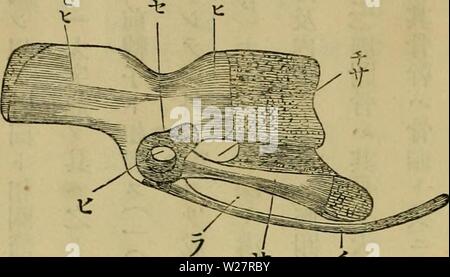 Archiv Bild von Seite 309 Dbutsugaku zasshi (1889) Stockfoto