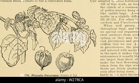 Archiv Bild ab Seite 310 der Cyclopedia der amerikanischen Gartenbau Stockfoto