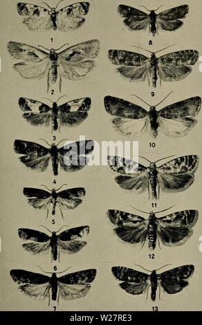 Archiv Bild ab Seite 310 der Danmarks Fauna; illustrerede haandbøger über. Danmarks Fauna; illustrerede haandbøger über den Danske dyreverden.. danmarksfaunaill 61 dans Jahr: 1907 Tavle XV. 1. Phtheochroa sodaliana, 2. Hysterosia inopiana, 3. Spilonota ocellana, 4. tun. var. lariciana, 5 og 6. Acroclita naevana, 7. Eva - Tria duplana, 8. E. posticana, 9. E. pinivorana, 10. E. turionana, 11. E. pinicolana, 12. E. buoliana, 13. E. resinella. Stockfoto