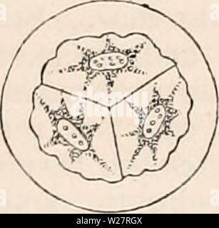 Archiv Bild von Seite 310 des cyclopaedia von Anatomie und. Die cyclopaedia von Anatomie und Physiologie cyclopdiaofana 05 Todd Jahr: 1859 gleich, mit vier vesikuläre Kerne, jede Zelle Zellkern verschwindet, und wird von zwei anderen, zwischen denen eine Pro-pendicular Septum gebildet wird. Von einem repeti-tion des gleichen Prozesses, gibt Ergebnisse einer zylindrischen Körper, der aus einer Reihe von vier Zellen, die voll ausgebildete elater. 64. Kaum sind die Sporen von den oberen Teil der Kapsel reif, als es spaltet sich in zwei Ventile; Dehiszenz beginnt an der Spitze und lassen, wie es weiter geht, die Co Stockfoto