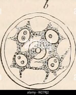 Archiv Bild von Seite 310 des cyclopaedia von Anatomie und. Die cyclopaedia von Anatomie und Physiologie cyclopdiaofana 05 Todd Jahr: 1859 VERVIELFÄLTIGUNG, Gemüse (Gemüse Ovum). 235 eine Menge von granularen Schleim. Bald wird diese letzte ordnet sich in zwei Massen, an den gegenüberliegenden Abb. 160. Ursprünglichen übergeordneten - Zelle abl Sporen der Gleichen, 500 dlam. Seiten der zentrale Kern. Jede dieser Massen in einen neuen Kern, aus dem strahlenförmig Threads von Schleim Ausdehnung an der inneren Oberfläche der entsprechenden Hälfte der Zelle umgewandelt. Jede neue Kern wird, wenn voll ausgebildet, Stomatitis, besitzen eine Membra Stockfoto