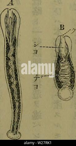 Archiv Bild von Seite 310 des Dbutsugaku zasshi (1889) Stockfoto