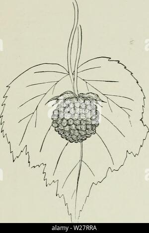 Archiv Bild ab Seite 312 der Cyclopedia von Hardy Früchte (1922). Cyclopedia von Hardy Früchte cyclopediaofhar 00 hedr Jahr: 1922 Erdbeere - Himbeere CLOUDBERRY 271 kommt, Cherry-rot,. Der Geschmack ist etwas zwischen der roten und der schwarzen Himbeeren, sondern Mawkish für die meisten Gaumen. Leider sind die Stöcke werden Ausschreibung zu kalt und Sterben im Winter der Norden der USA. Auch die Pflanzen sind zu unproduktiv für eine Kom- 237. Wineberry. (XV2) Kommerzielle Himbeere. Die Beeren sind stattlich und, aufgrund ihrer Bedeckung, Leiden, aber wenig von Insekten und Stockfoto