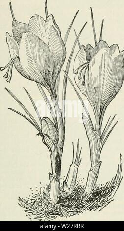 Archiv Bild ab Seite 312 der Cyclopedia von landwirtschaftlichen Kulturpflanzen