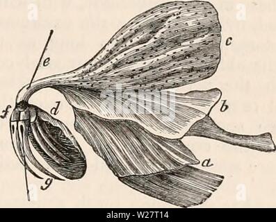 Archiv Bild von Seite 312 des cyclopaedia von Anatomie und