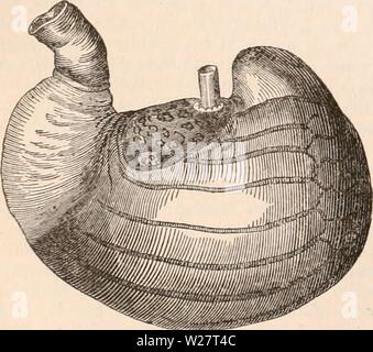 Archiv Bild ab Seite 313 Der cyclopaedia von Anatomie und
