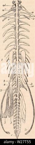 Archiv Bild ab Seite 313 Der cyclopaedia von Anatomie und