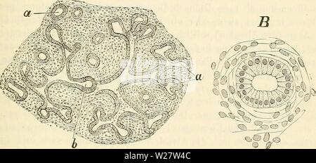 Archiv Bild von Seite 318 des Cursus der normalen Histologie zur Stockfoto