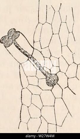 Archiv Bild von Seite 317 des cyclopaedia von Anatomie und. Die cyclopaedia von Anatomie und Physiologie cyclopdiaofana 05 Todd Jahr: 1859 j/Lnfheridia von Equisetum, 300 dlam. Ein, reife Antheridium, aus denen die antherozoids Anfang sind zu entkommen; b, unreife ar. theridiiun. (Hofmeister.) Die minderwertigen Oberfläche, sondern an jedem Rand der wichtigsten Zweig der prothallium. 88. Archcgonhun. - Die archegonia wurden zuerst entdeckt und durch Milde in Equisetum Telmateia stellte, und zwar schon seit mehr vollständig durch Hofmeister beschrieben) - und BischoffJ in zwei anderen Arten. Die pro-jecting papillif Stockfoto