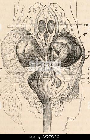 Archiv Bild von Seite 318 des cyclopaedia von Anatomie und Stockfoto